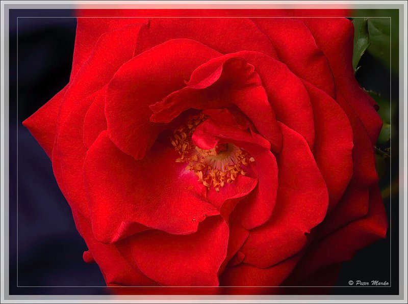IMG_9861.jpg - Macro of red rose.